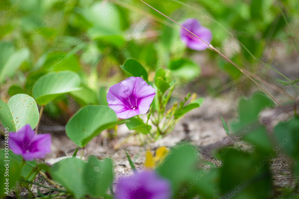 Fototapeta premium Morning Glory flowers 