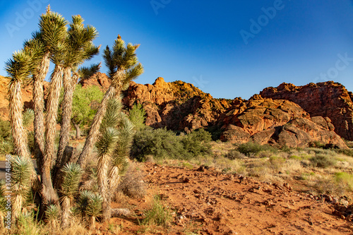 Joshua Tree in Front of the Red Sandstone of Snow Canyon