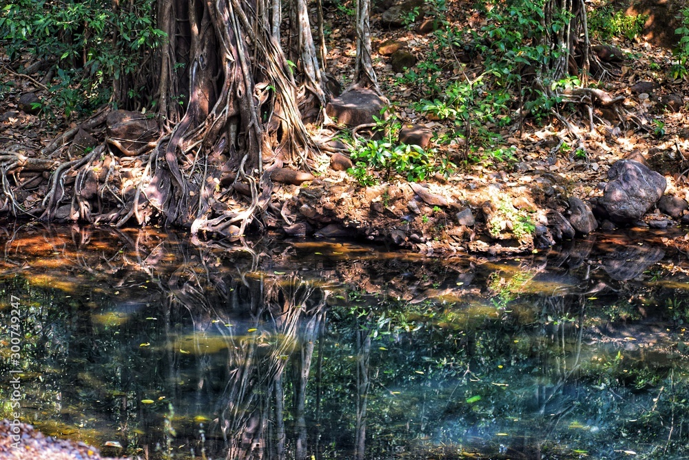 stream in forest stream in forest