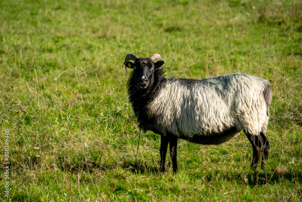 Schaf mit Hörnern (oder doch Ziege?) Schaf mit Hörnern (oder doch Ziege?)
