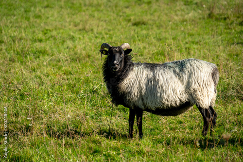 Schaf mit Hörnern (oder doch Ziege?)