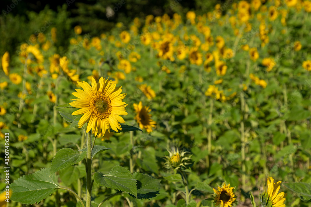 Sonnenblumenfeld Sonnenblumenfeld