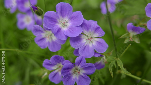 purple flowers in the garden