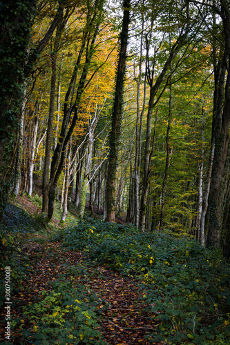 Sandplace wood near Looe Cornwall in Autumn colours