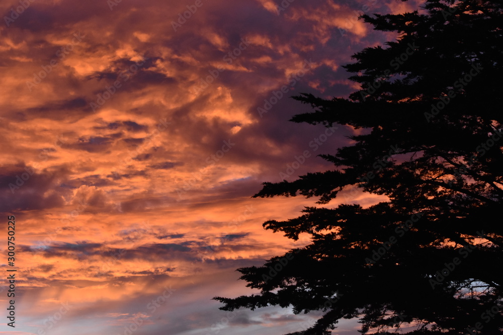 Pine tree sunset