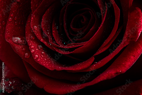 Red rose with dew drops photo