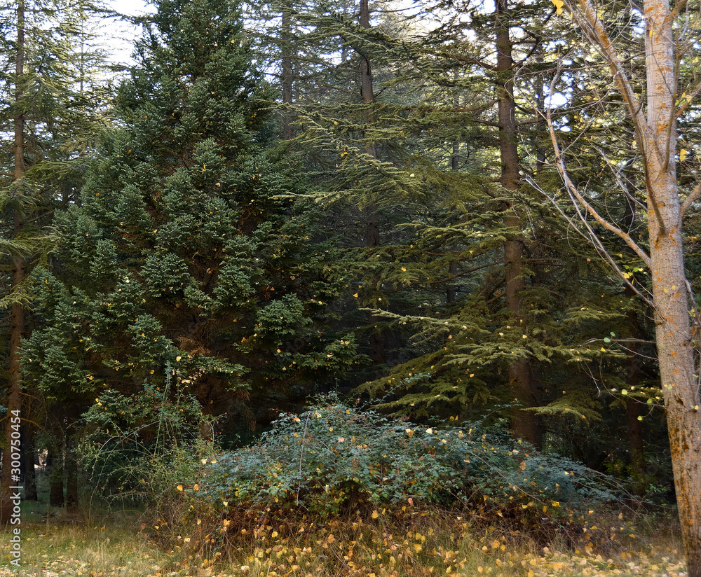 Obraz premium Forests, leaves and mountains of the Sierra de Huétor natural park in autumn