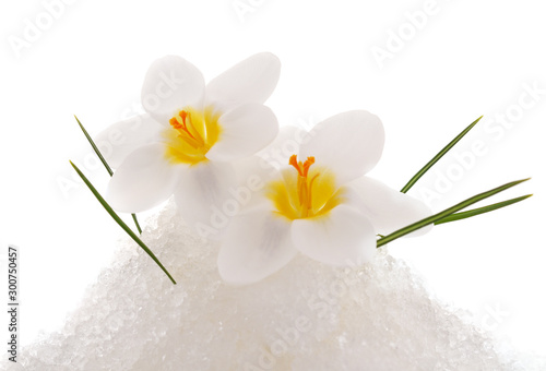 Crocuses and snow.