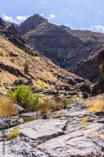 Palm trees in ariver in a volcano canyon in Gran Canaria island