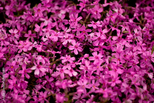 Fresh purple flowers in a garden