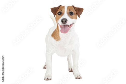 Beautiful Jack Russell Terrier dog isolated on white background