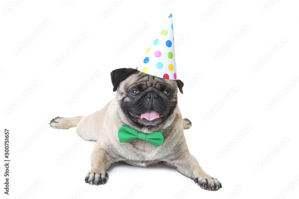Pug dog with bow tie and birthday cap on white background