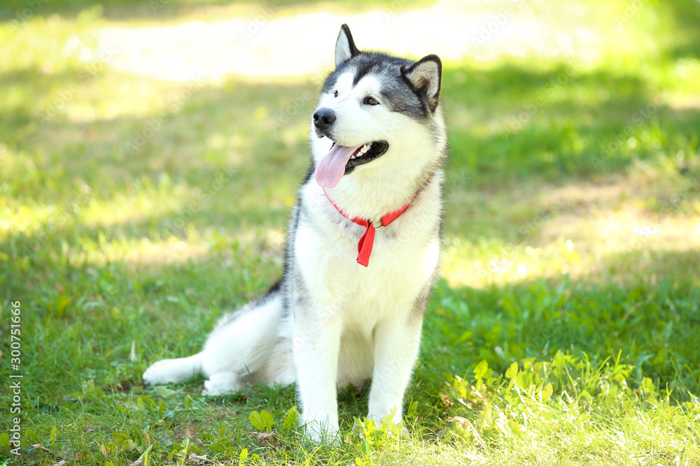 Malamute dog sitting on the grass in park