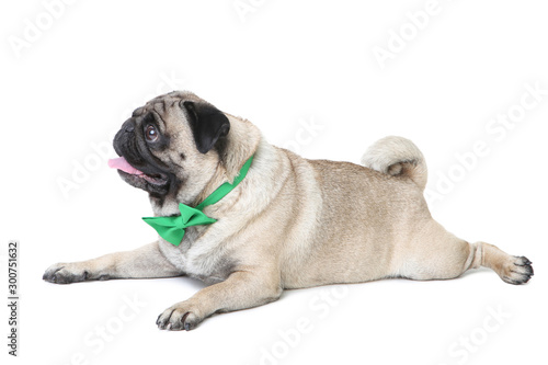 Pug dog with bow tie isolated on white background