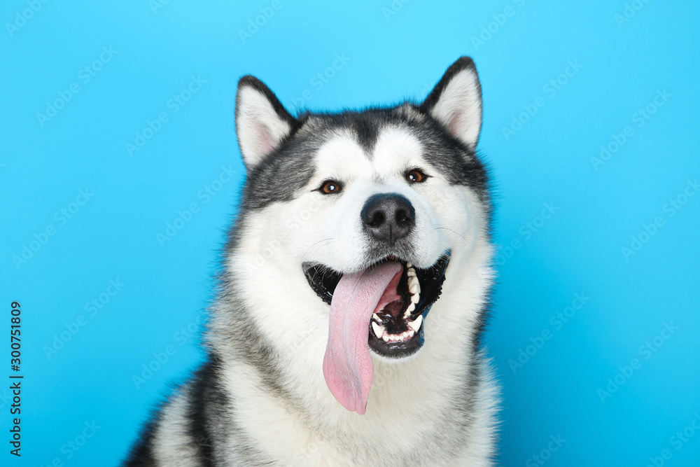 Naklejka Malamute dog on blue background