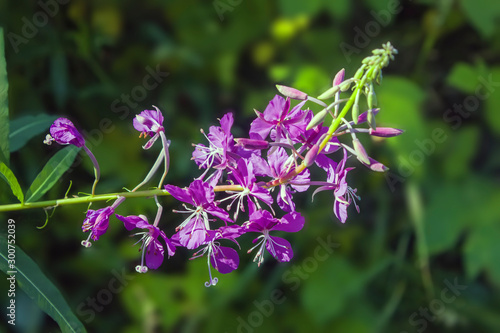 Pink flowers of fireweed in bloom on blurred background close up in summer time.