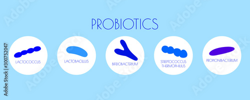 infographic types of probiotics in the gut. flat vector illustration. Propionibacterium, Streptococcus thermophilus, Lactococcus, Bifidobacterium, Lactobacillus. concept good bacteria for microflora.  photo