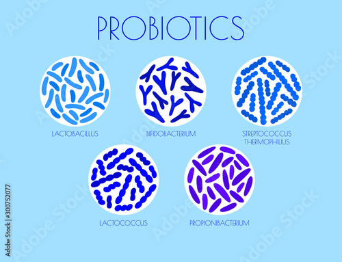 infographic types of probiotics in the gut. flat vector illustration. Propionibacterium, Streptococcus thermophilus, Lactococcus, Bifidobacterium, Lactobacillus. concept good bacteria for microflora. 