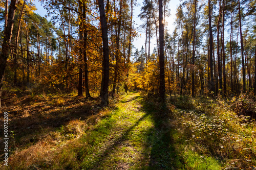 Golden Poland Autumn, Puszcza Niepolomicka, Poland