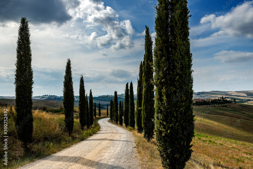 Driveway with cypress trees in the Sienese hills in Tuscany