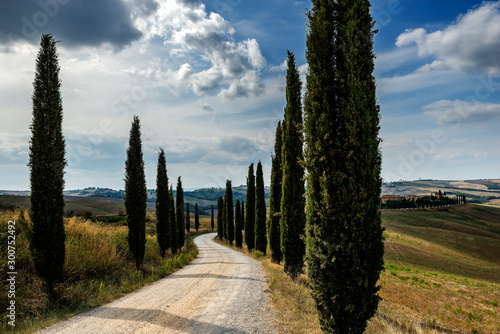 Driveway with cypress trees in the Sienese hills in Tuscany