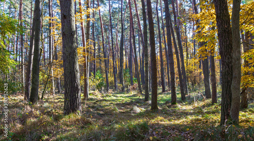 Golden Poland Autumn, Puszcza Niepolomicka, Poland