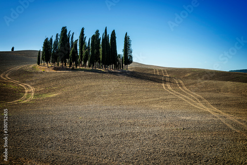 Group of cypresses in the Sienese hills in San Quirico D'Orcia