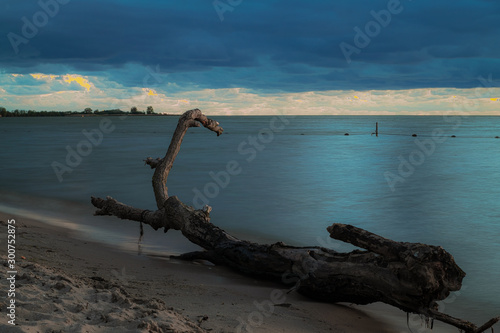 dead tree in the morning