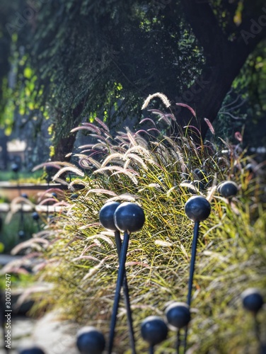 blue flower in the garden