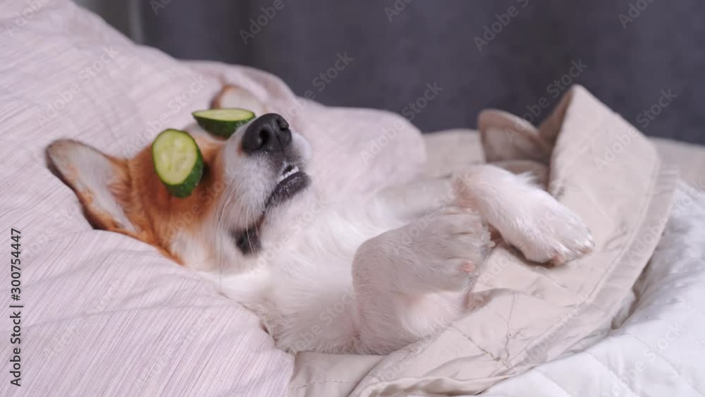 Cute red and white corgi lays on the bed relaxed from spa procedures on face with cucumber, covered with a towel. Head on the pillow, covered by blanket, paw up. Cute red and white corgi lays on the bed relaxed from spa procedures on face with cucumber, covered with a towel. Head on the pillow, covered by blanket, paw up.