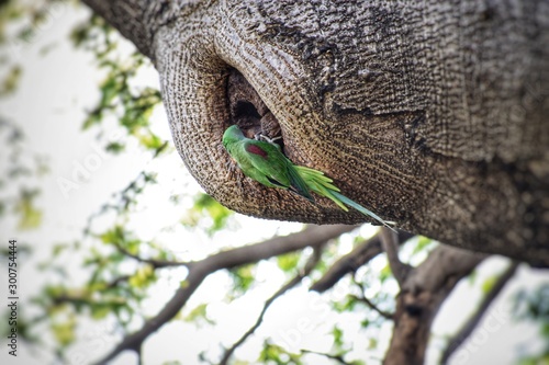 parakeet