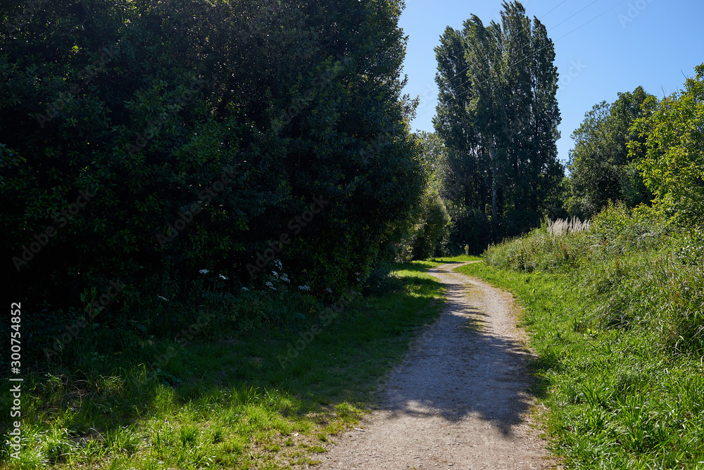 Obraz premium Dirt path on a forest in Summer