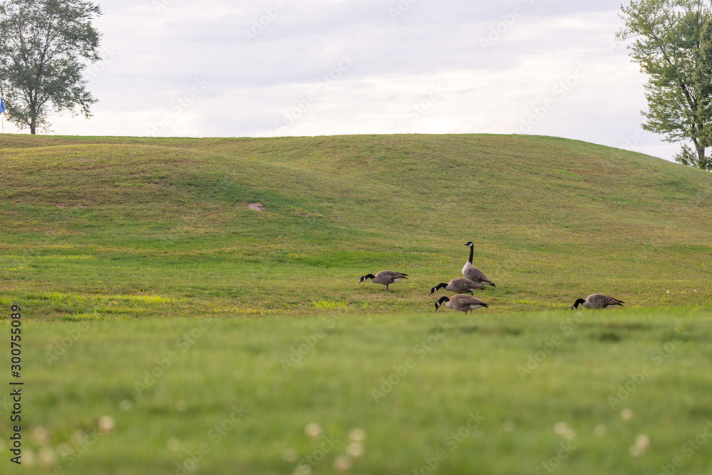 a group of geese graze in the grass of a golf course on a warm sunny afternoon a group of geese graze in the grass of a golf course on a warm sunny afternoon