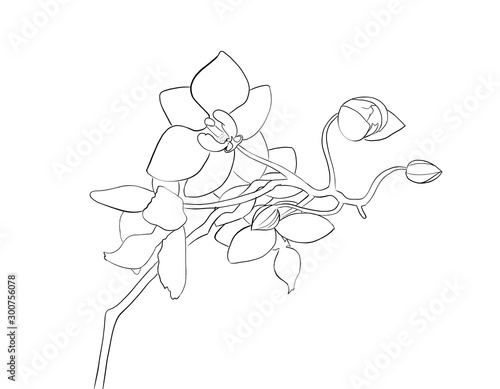 Orchid line art. Illustration of a blooming orchid on a white background. Orchid Elements Isolated