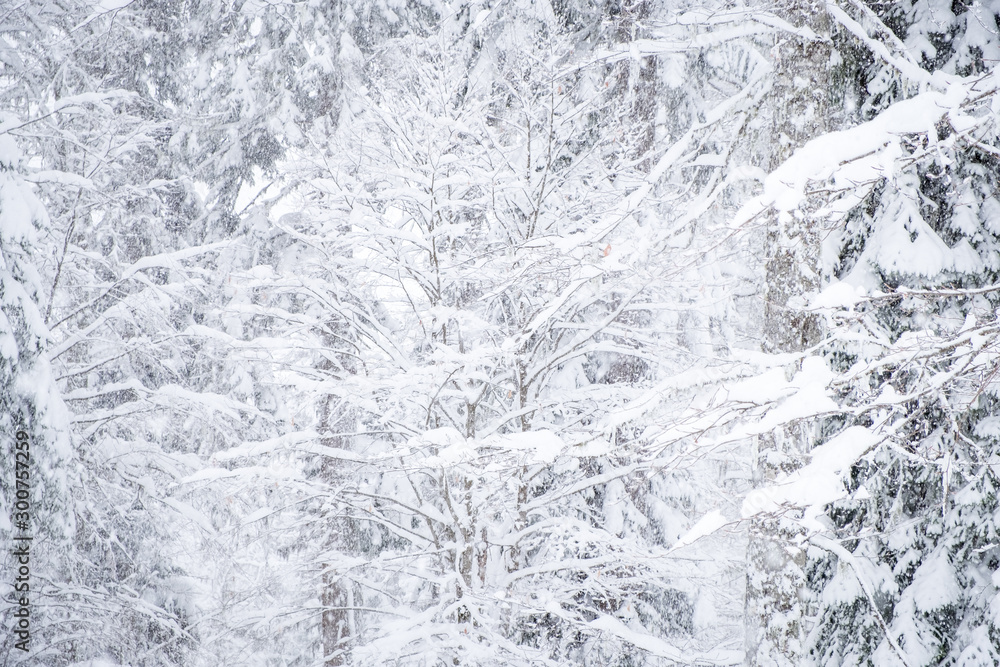 Forest after a heavy snowfall. Winter landscape. Forest after a heavy snowfall. Winter landscape.
