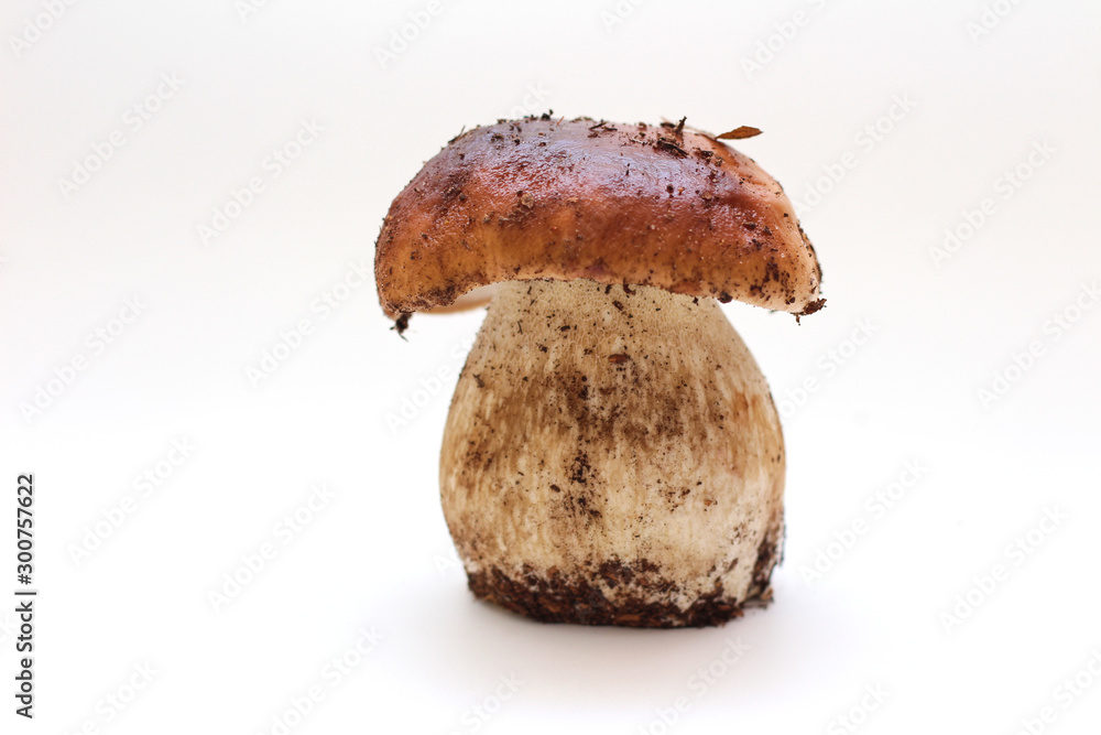 One dirty, unpeeled standing on tube porcini mushroom isolated on a white background. One dirty, unpeeled standing on tube porcini mushroom isolated on a white background.