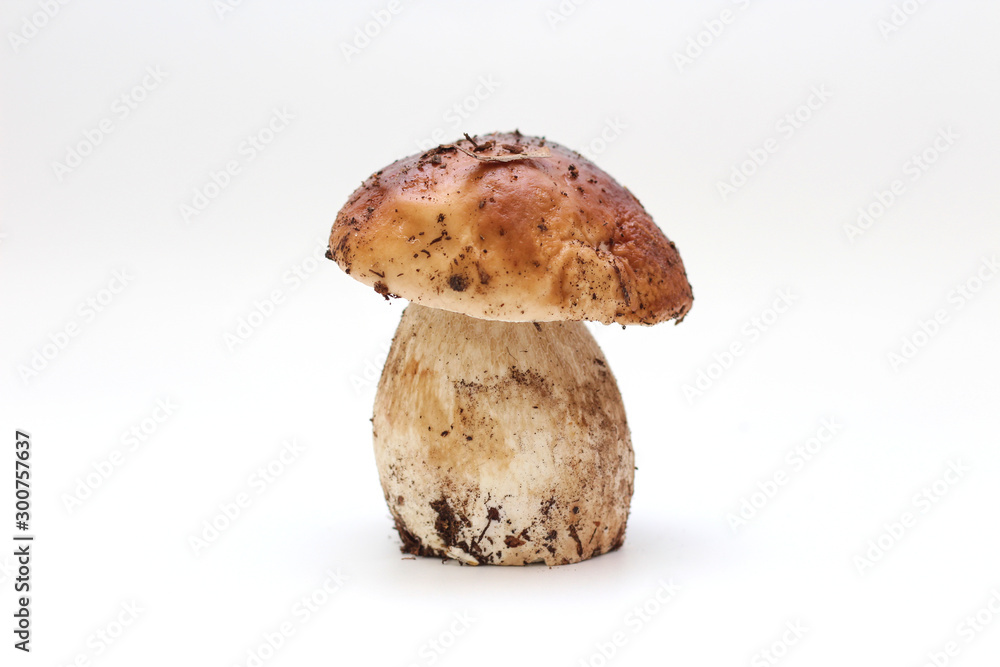 One dirty, unpeeled standing on tube penny bun mushroom isolated on a white background. One dirty, unpeeled standing on tube penny bun mushroom isolated on a white background.