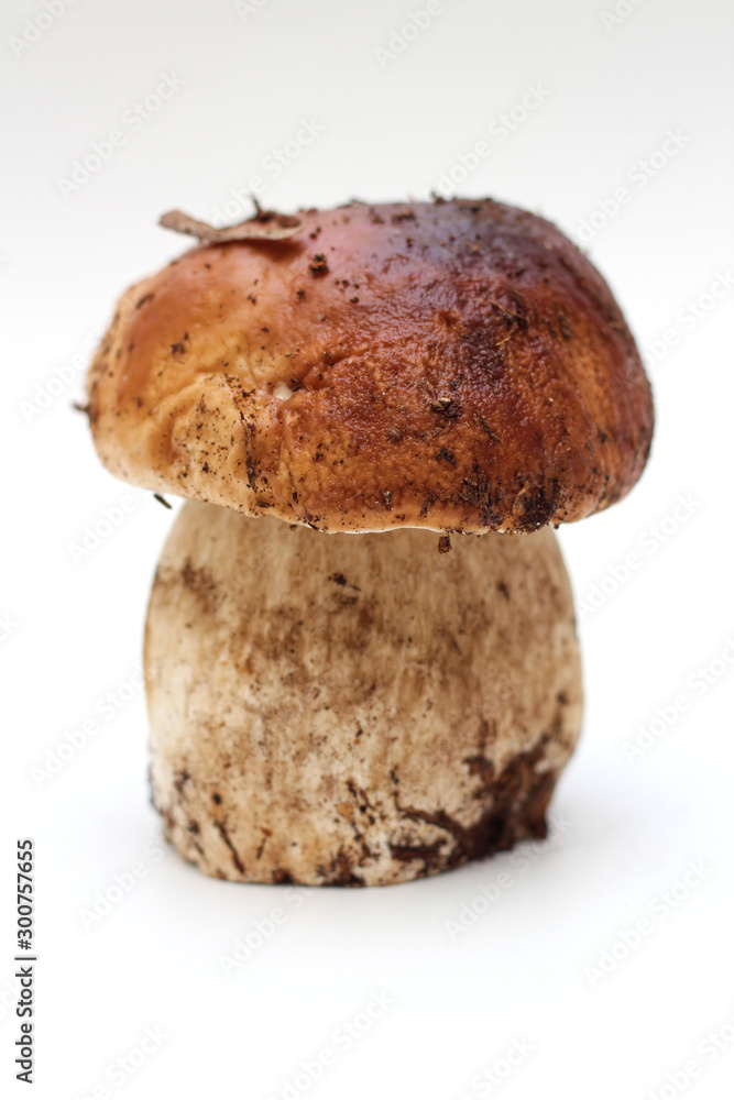 One dirty, unpeeled standing on tube porcini mushroom isolated on a white  background. Stock Photo | Adobe Stock