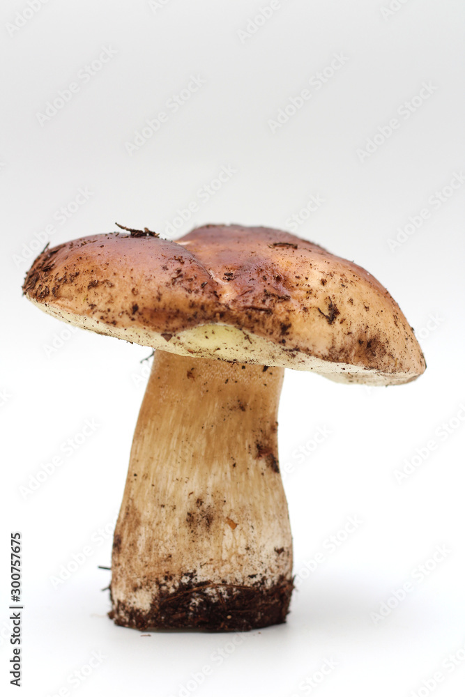 One dirty, unpeeled standing on tube Boletus edulis mushroom isolated on a white background. One dirty, unpeeled standing on tube Boletus edulis mushroom isolated on a white background.