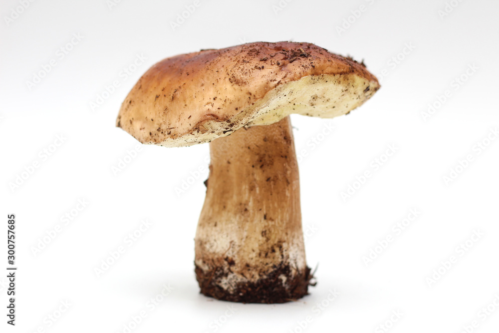 One dirty, unpeeled standing on tube penny bun mushroom isolated on a white background. One dirty, unpeeled standing on tube penny bun mushroom isolated on a white background.