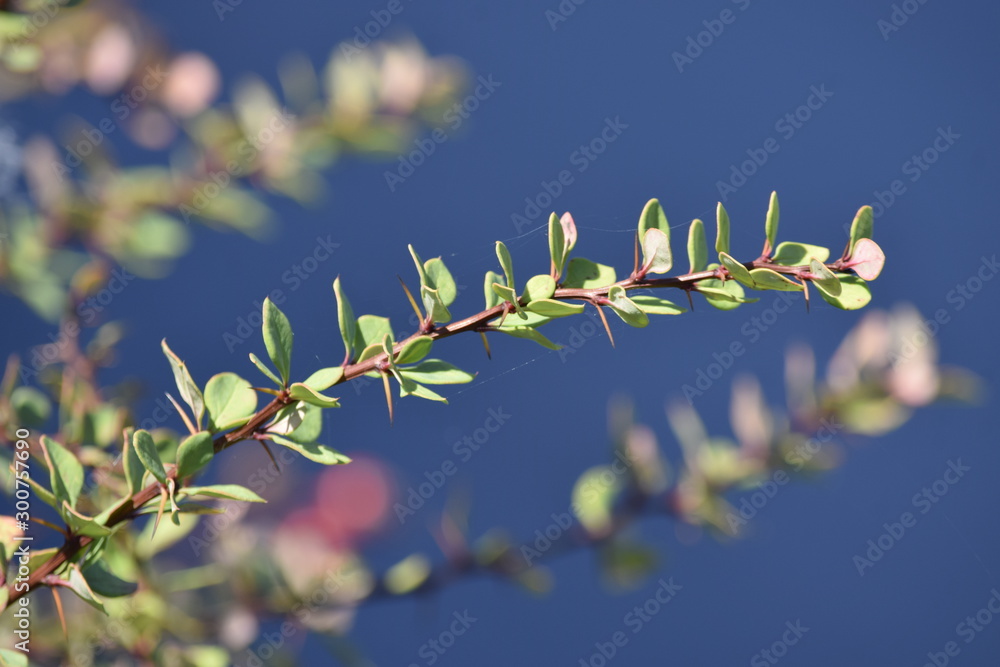 branch with blue background