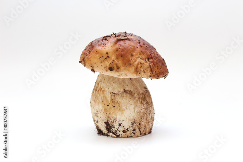 One dirty, unpeeled standing on tube penny bun mushroom isolated on a white background.