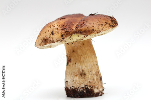 One dirty, unpeeled standing on tube porcini mushroom isolated on a white background.