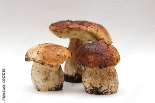 Three dirty, unpeeled standing on tube Boletus edulis mushroom isolated on a white background.