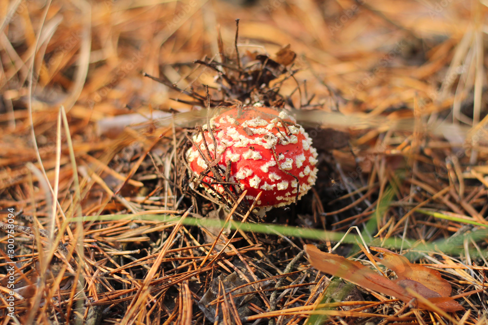 lonely Amanita muscaria in a pine forest lonely Amanita muscaria in a pine forest