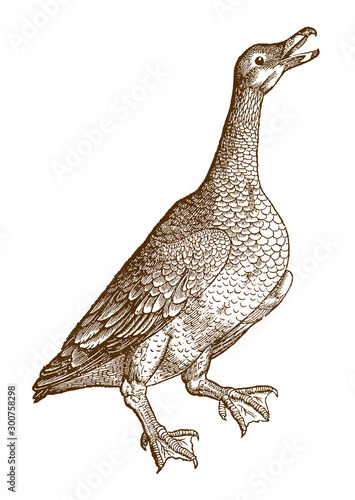 Screaming greylag goose (anser) raising its head in the air. Illustration after a historical woodcut from the 16th century