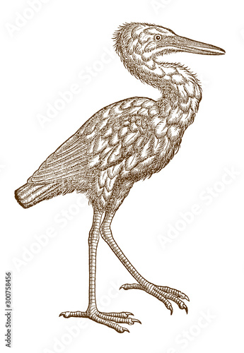 Long-legged great egret, ardea alba in side view. Illustration after a historic woodcut from the 16th century