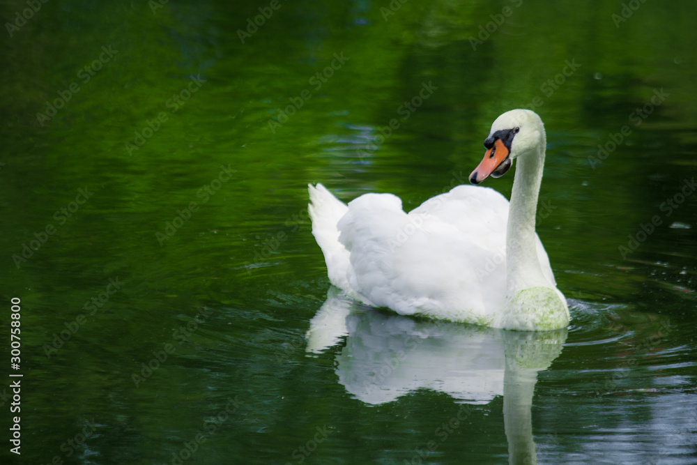 Fototapeta premium Swan swimming on a green lake