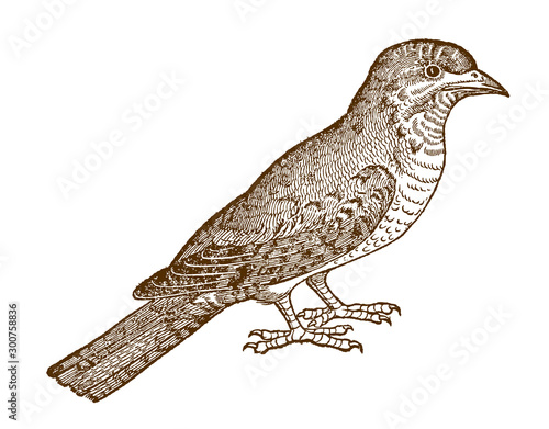Eurasian wryneck jynx torquilla in side view. Illustration after antique woodcut from 16th century