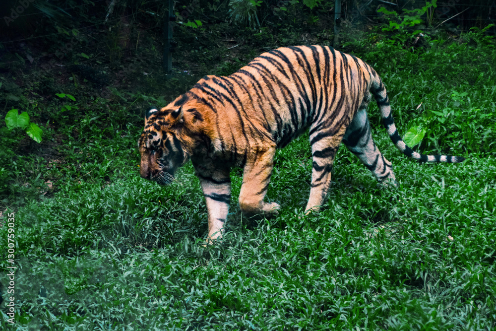 Obraz premium Foraging tiger